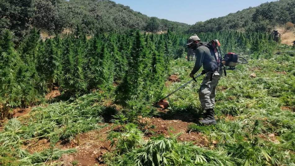 Son Bir Ayda 13 milyon Hint Keneviri İmha Edildi