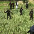 ABD’yi Üzecek Gelişme, Afganistan Yönetimi Uyuşturucu Üretimini Sıfıra İndirdi