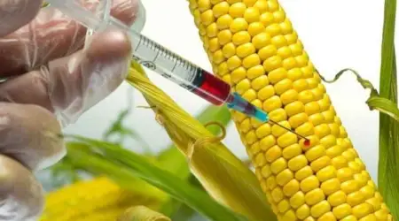 Meksika GDO'lu Ürünleri Anayasada Değişiklik Yaparak Yasakladı