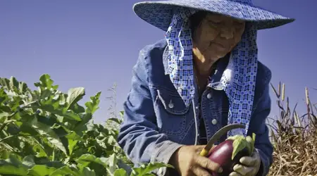 ABD'de Tarım Krizi: İşçilerin Yüzde 70'i Gitti, Mahsüller Çürüyor