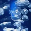 Denizanaları Soğutma Sistemlerini Tıkayınca, Fransa’nın 4 Nükleer Santrali Faaliyetlerini Durdurdu