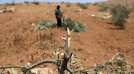 Soykırımcı Katiller Sadece İnsanlara Değil Tabiata da Soykırım Uyguluyor: Batı Şeria’da Binlerce Zeytin Ağacını Söktüler