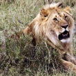 Afrika'da Aslan Nüfusu Tehlike Altında